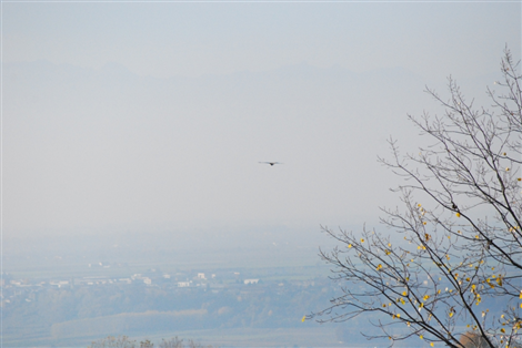 LA POIANA LIBERATA IN VOLO