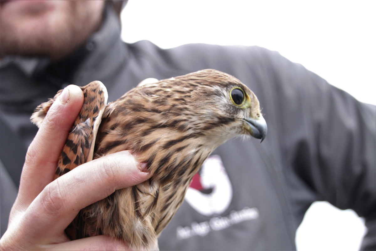 Liberiamo animali curati